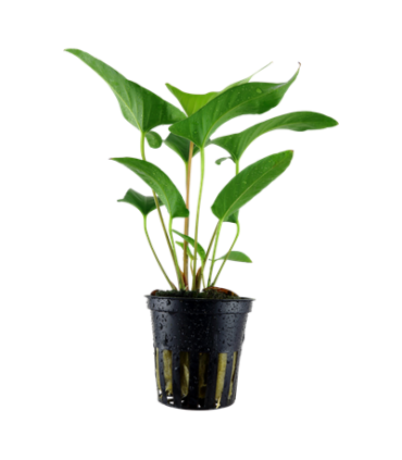 ANUBIA GRACILIS