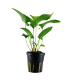 ANUBIA GRACILIS