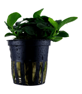 ANUBIA BARTERI PETITE
