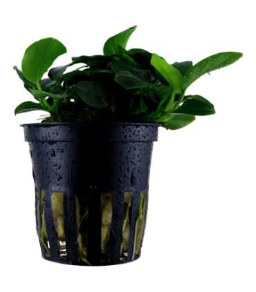 ANUBIA BARTERI PETITE