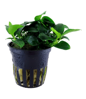 ANUBIA BARTERI PETITE