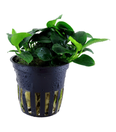 ANUBIA BARTERI PETITE