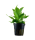 HYGROPHILA CORYMBOSA "STRICTA"
