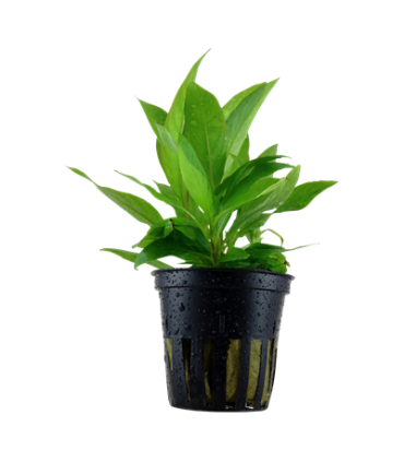 HYGROPHILA CORYMBOSA "STRICTA"