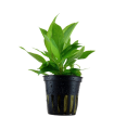 HYGROPHILA CORYMBOSA "STRICTA"