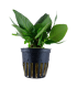 HYGROPHILA CORYMBOSA 'COMPACT'