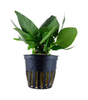 HYGROPHILA CORYMBOSA 'COMPACT'