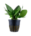 HYGROPHILA CORYMBOSA 'COMPACT'