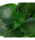 HYGROPHILA CORYMBOSA 'COMPACT'