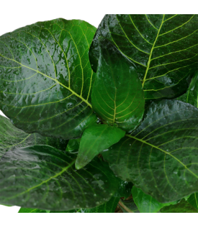 HYGROPHILA CORYMBOSA 'COMPACT'