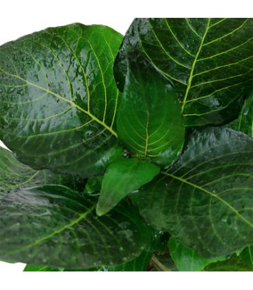 HYGROPHILA CORYMBOSA 'COMPACT'