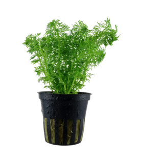 LIMNOPHILA SESSIFOLIA (ambulia)