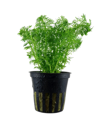 LIMNOPHILA SESSIFOLIA (ambulia)