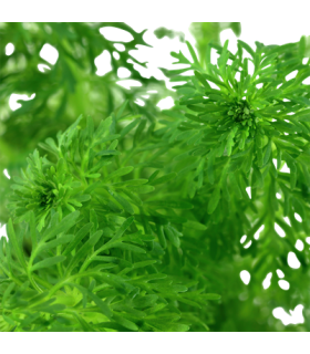 LIMNOPHILA SESSIFOLIA (ambulia)