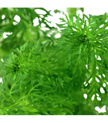 LIMNOPHILA SESSIFOLIA (ambulia)