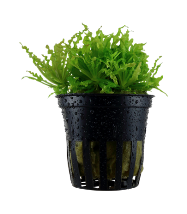 POGOSTEMON HELFERI