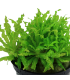 POGOSTEMON HELFERI