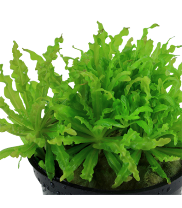 POGOSTEMON HELFERI