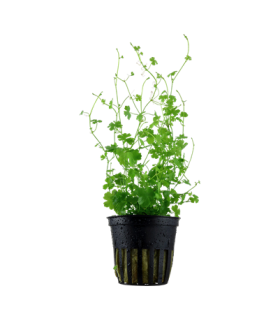 HYDROCOTYLE TRIPARTITA