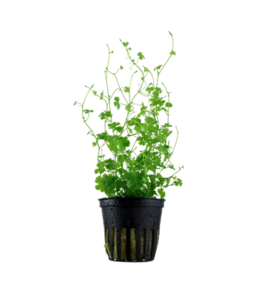 HYDROCOTYLE TRIPARTITA