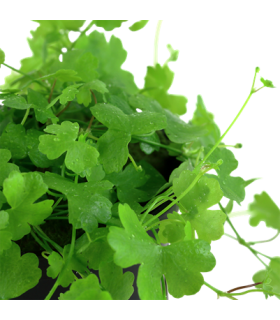 HYDROCOTYLE TRIPARTITA