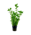 BACOPA CAROLINIANA