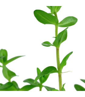 BACOPA CAROLINIANA