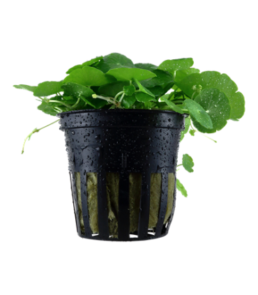 HYDROCOTYLE VERTICILLATA