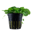 HYDROCOTYLE VERTICILLATA