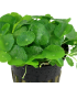 HYDROCOTYLE VERTICILLATA
