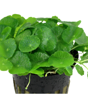 HYDROCOTYLE VERTICILLATA