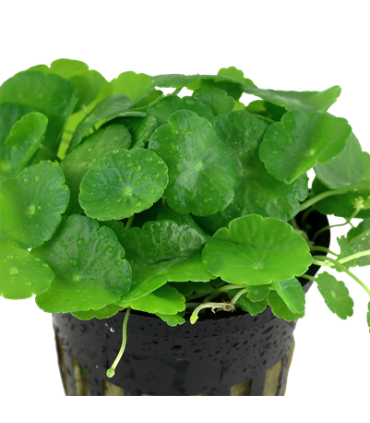 HYDROCOTYLE VERTICILLATA