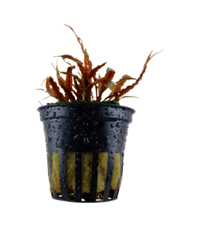 CRYPTOCORYNE ALBIDA BROWN