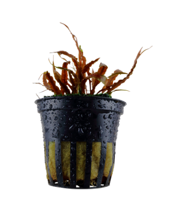 CRYPTOCORYNE ALBIDA BROWN