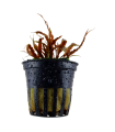 CRYPTOCORYNE ALBIDA BROWN