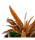 CRYPTOCORYNE ALBIDA BROWN