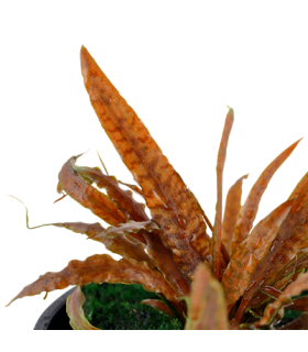 CRYPTOCORYNE ALBIDA BROWN