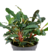 BUCEPHALANDRA SP. RED