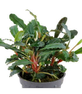 BUCEPHALANDRA SP. RED