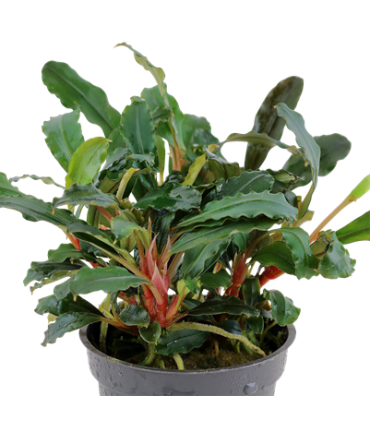 BUCEPHALANDRA SP. RED