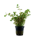 ROTALA HRA