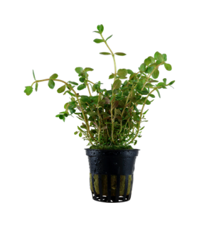ROTALA HRA