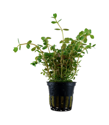 ROTALA HRA