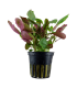 LOBELIA CARDINALIS