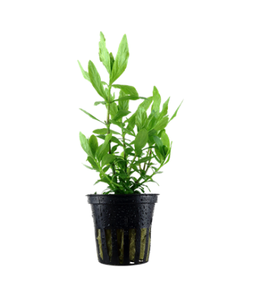 HYGROPHILA POLYSPERMA