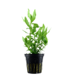 HYGROPHILA POLYSPERMA