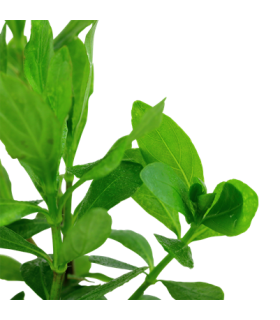 HYGROPHILA POLYSPERMA