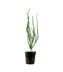 CRINUM CALAMISTRATUM