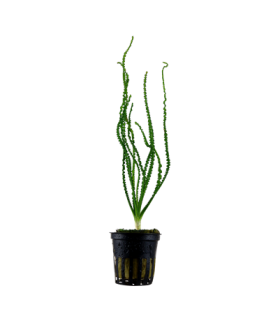 CRINUM CALAMISTRATUM