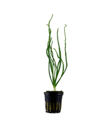 CRINUM CALAMISTRATUM